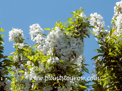 Adirondack Ornamental Crabapple
(May 5)